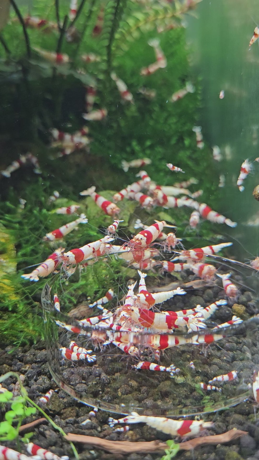 Crevette Caridina Crystal Red en aquarium – Le comptoir aquatique