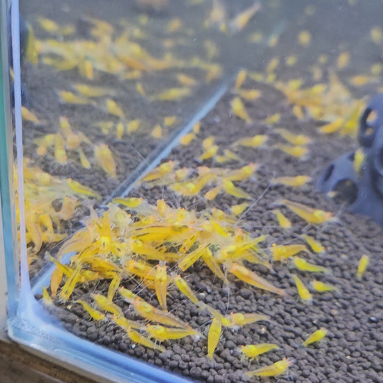 Crevette Caridina Yellow King Kong Orange Eyes – Le comptoir aquatique