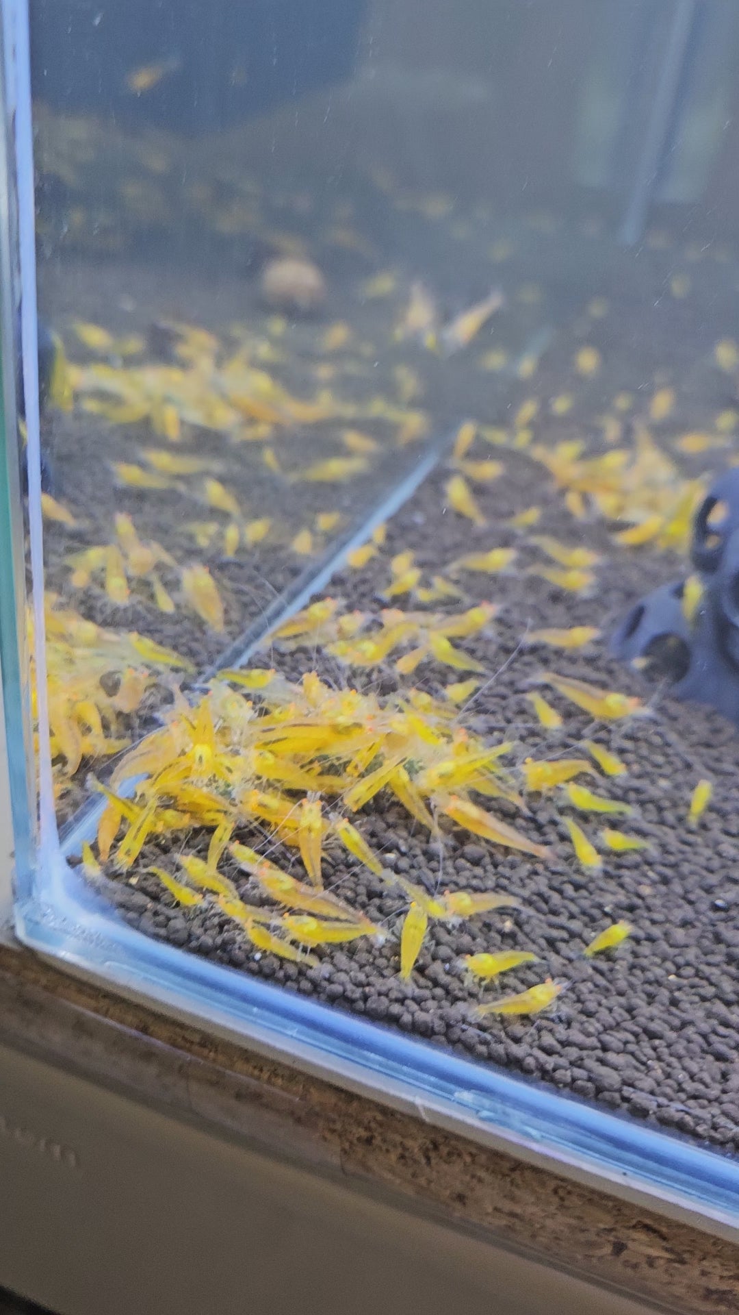 Crevette Caridina Yellow King Kong Orange Eyes – Le comptoir aquatique