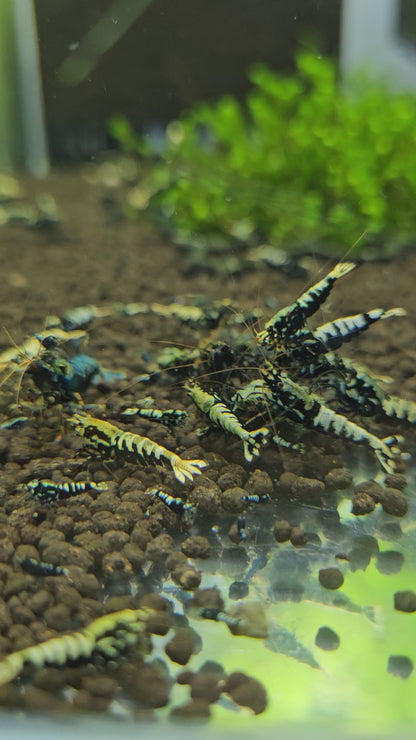 Caridina galaxy black