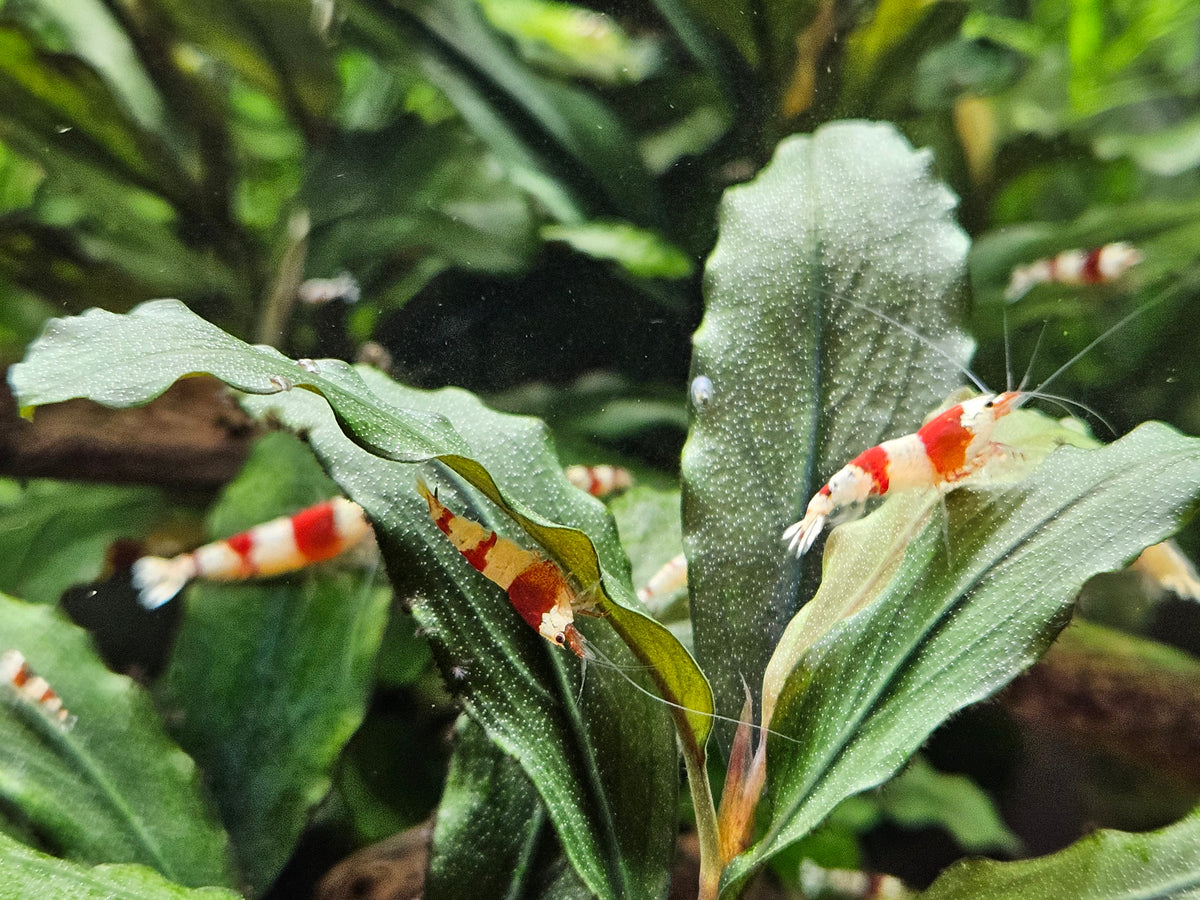 Crevette Caridina Crystal Red en aquarium – Le comptoir aquatique