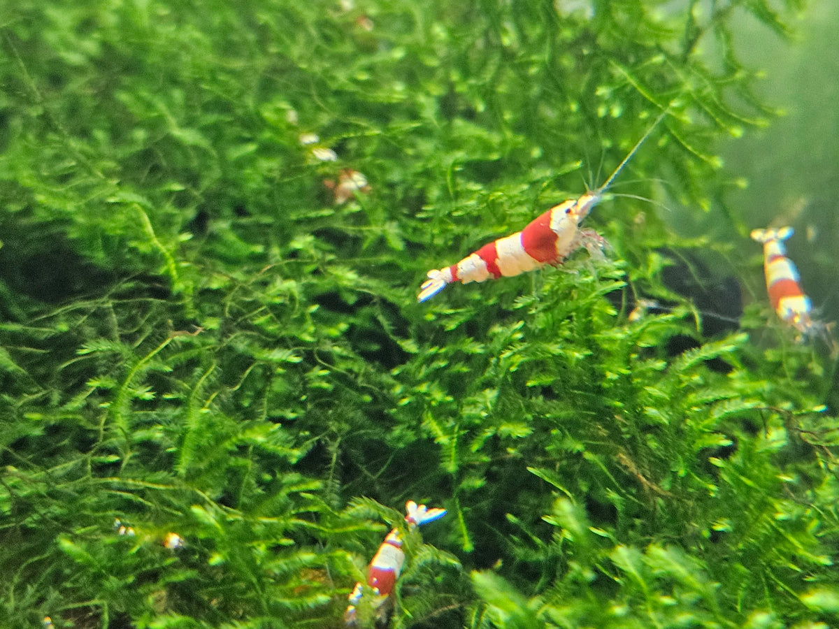 Crevette Caridina Crystal Red en aquarium – Le comptoir aquatique