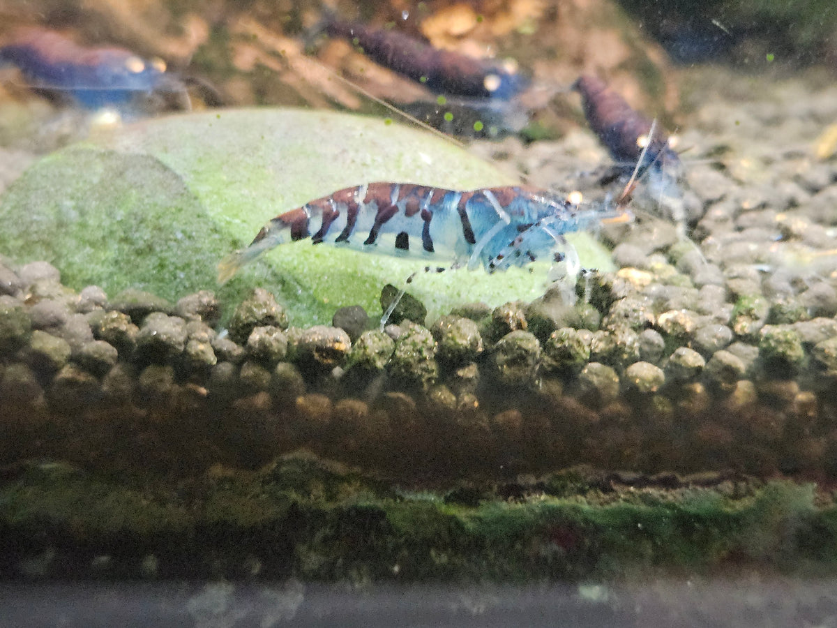 Crevette Caridina Tiger Blue Orange Eyes – Le comptoir aquatique