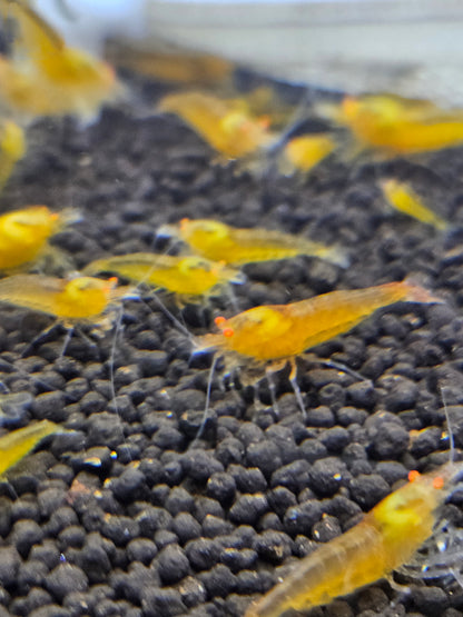 Crevette Caridina Yellow King Kong Orange Eyes – Le comptoir aquatique