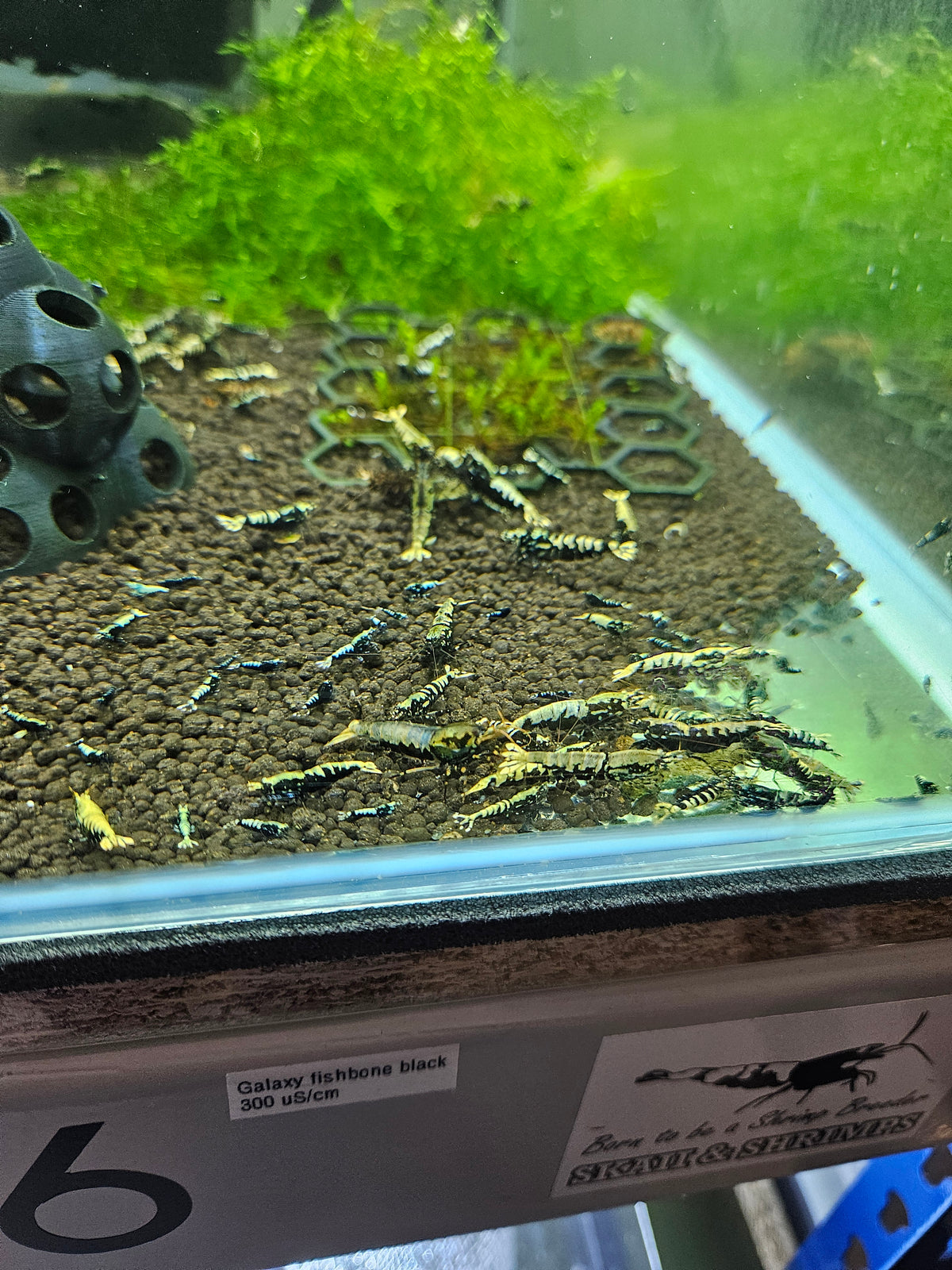 Crevette Caridina Galaxy Black en aquarium – Le comptoir aquatique