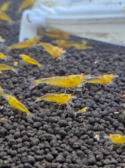 Crevette Caridina Yellow King Kong Orange Eyes – Le comptoir aquatique