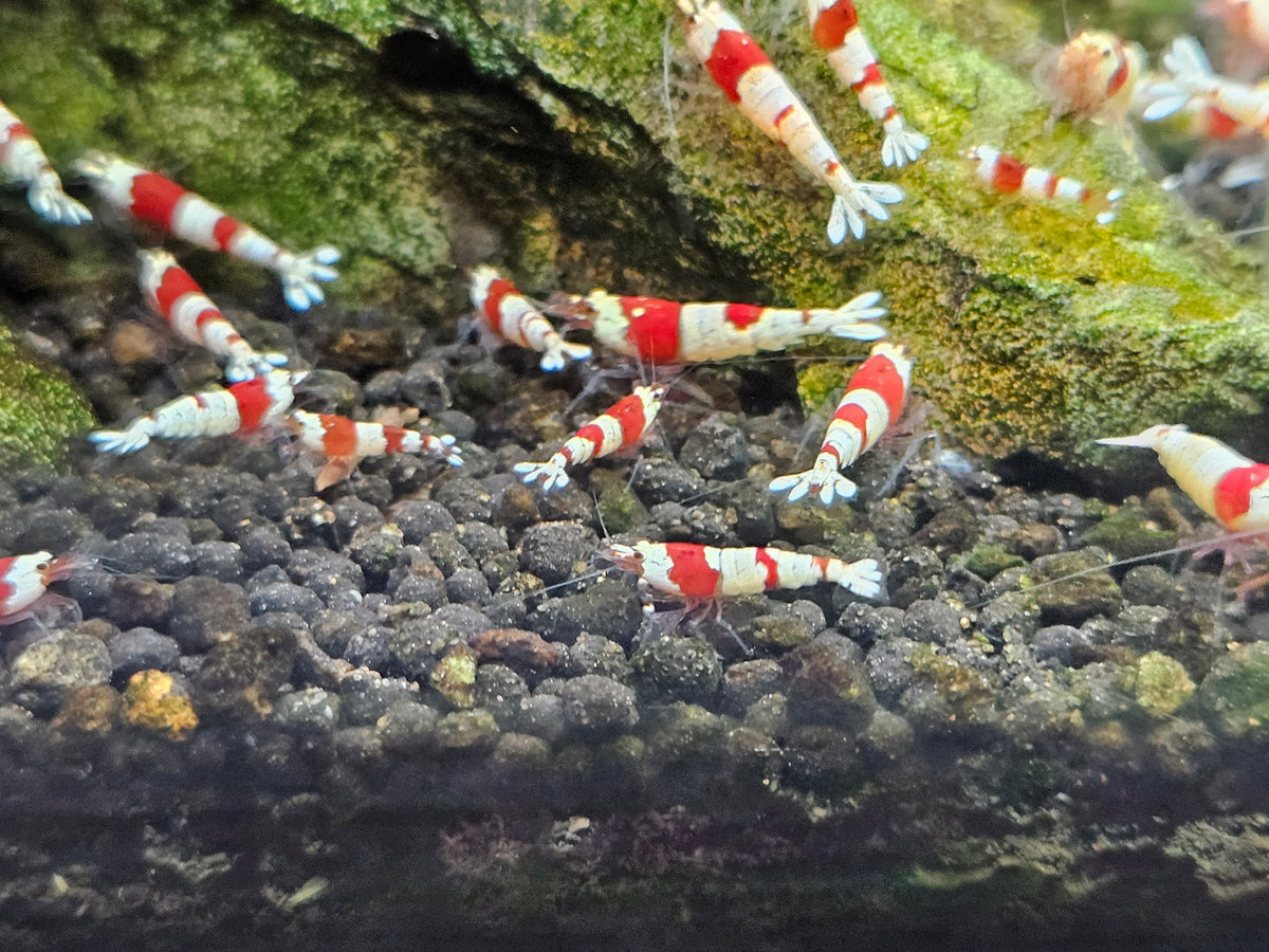 Crevette Caridina Crystal Red en aquarium – Le comptoir aquatique