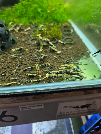 Crevette Caridina Galaxy Black en aquarium – Le comptoir aquatique