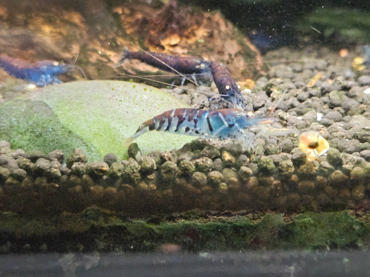 Crevette Caridina Tiger Blue Orange Eyes – Le comptoir aquatique
