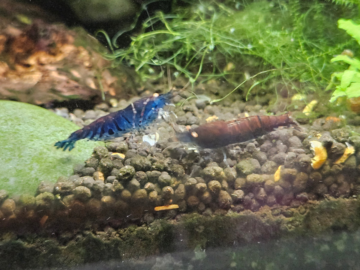 Crevette Caridina Tiger Blue Orange Eyes – Le comptoir aquatique