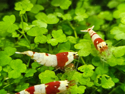 Crevette Caridina Crystal Red en aquarium – Le comptoir aquatique