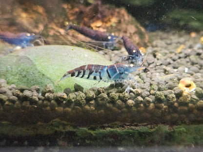Crevette Caridina Tiger Blue Orange Eyes – Le comptoir aquatique