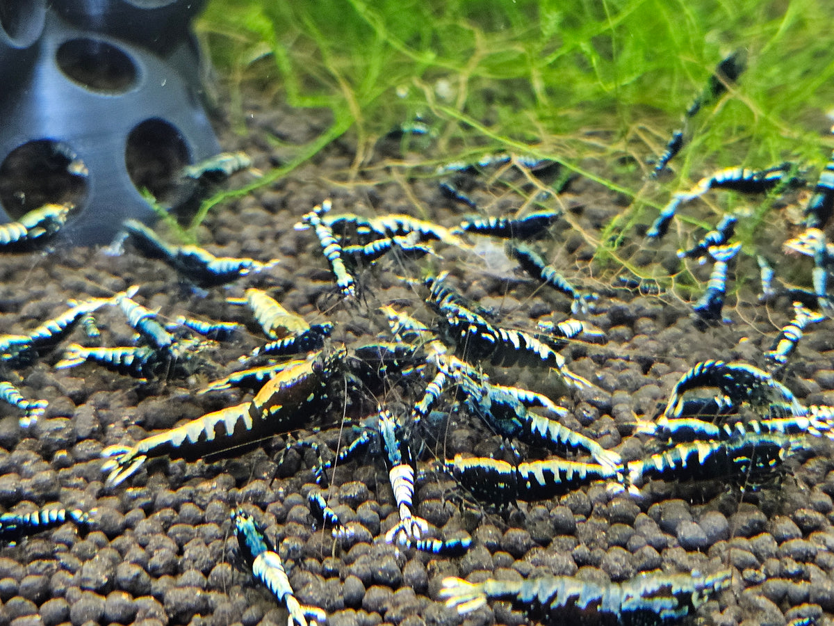 Crevette Caridina Galaxy Black en aquarium – Le comptoir aquatique