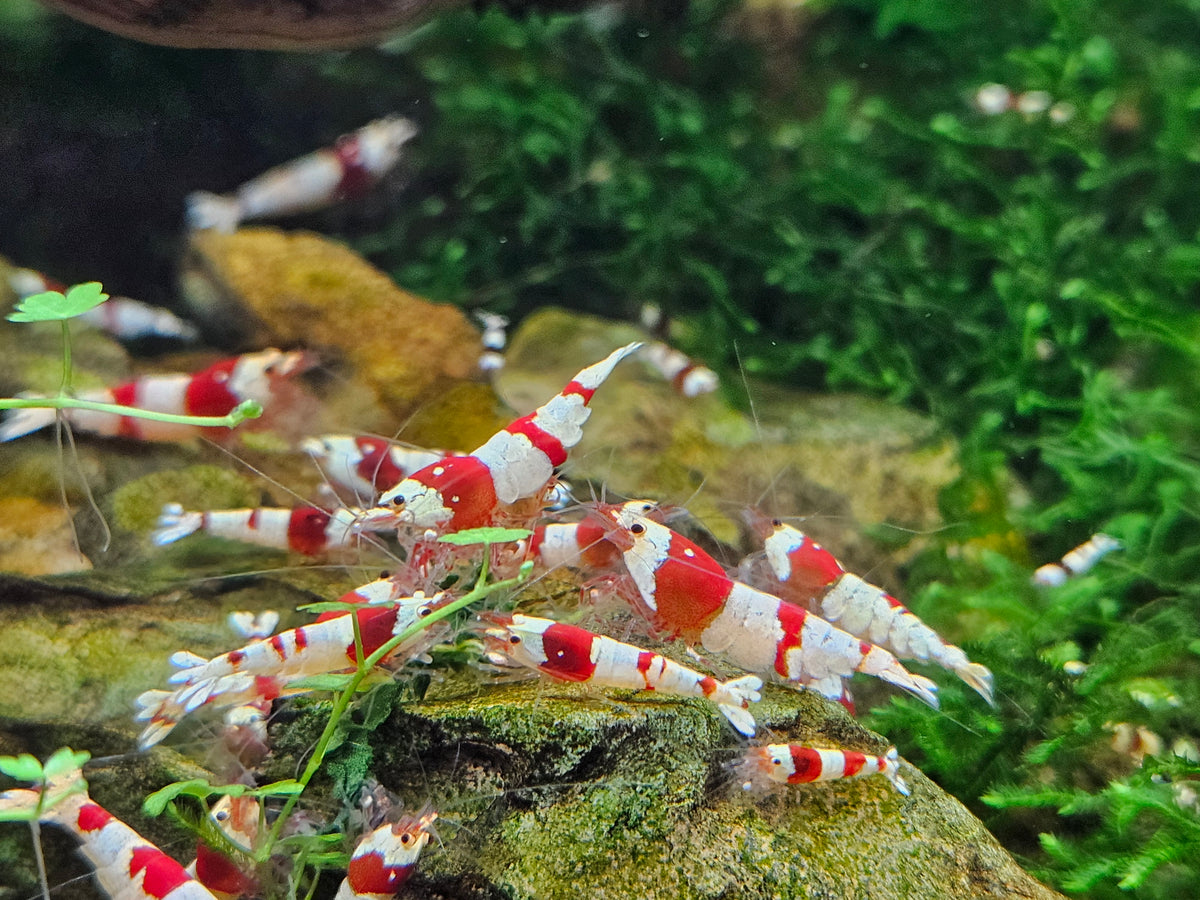 Crevette Caridina Crystal Red en aquarium – Le comptoir aquatique
