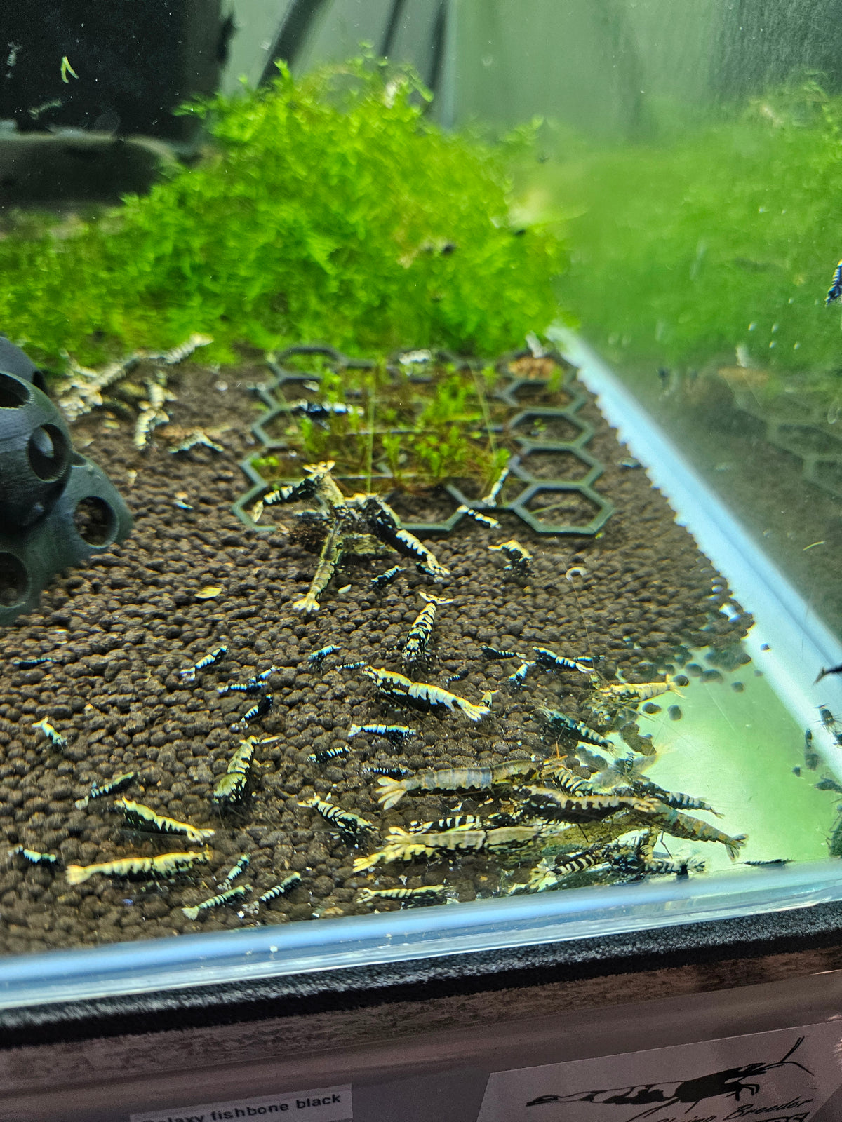 Crevette Caridina Galaxy Black en aquarium – Le comptoir aquatique