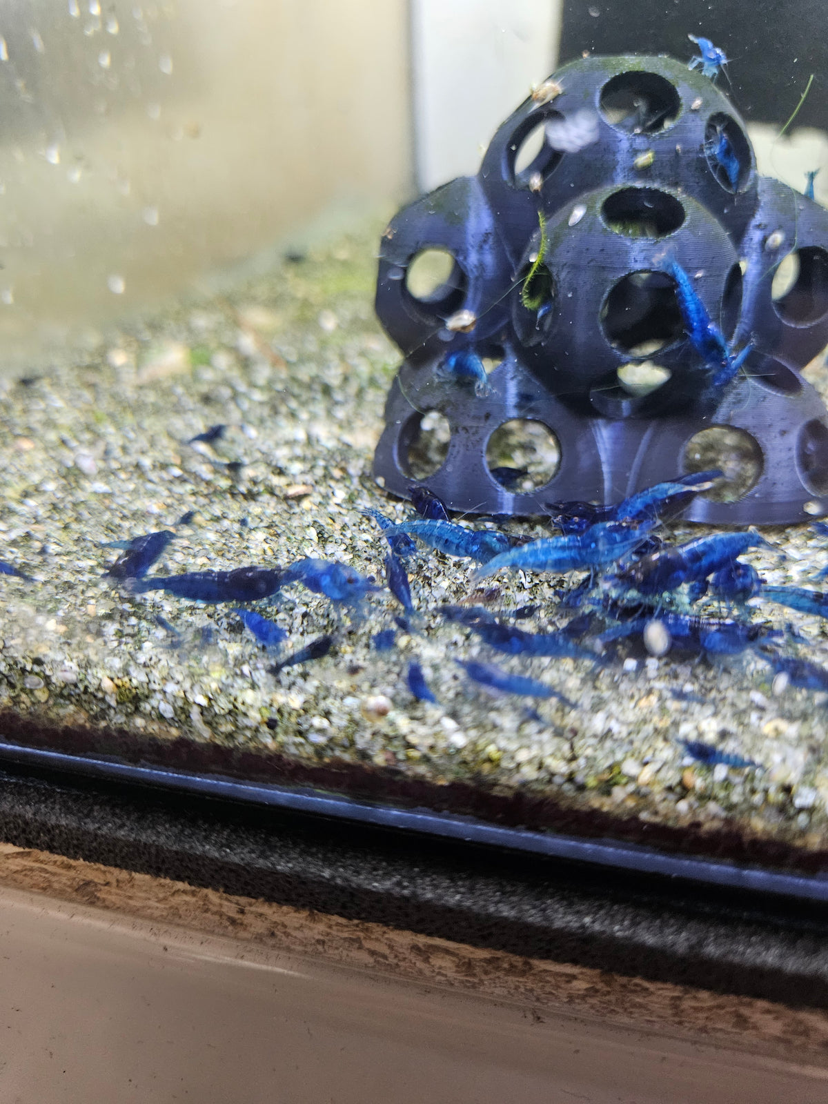 Crevette Neocaridina Blue Velvet