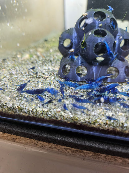 Crevette Neocaridina Blue Velvet