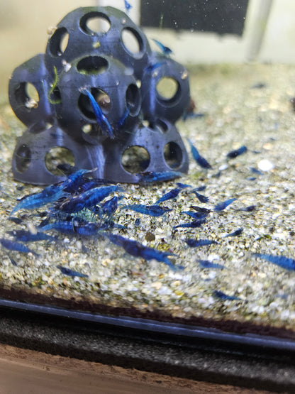 Crevette Neocaridina Blue Velvet
