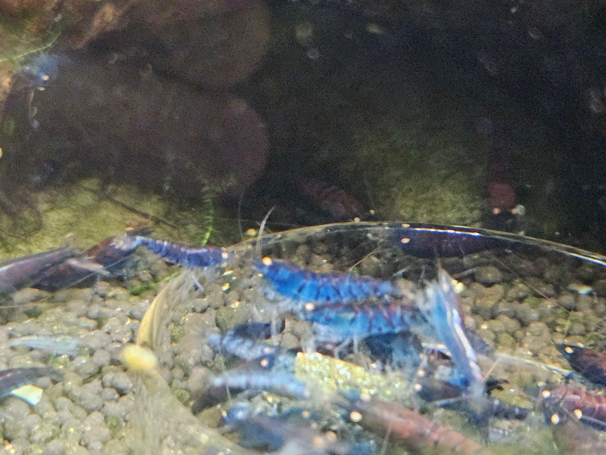 Crevette Caridina Tiger Blue Orange Eyes – Le comptoir aquatique