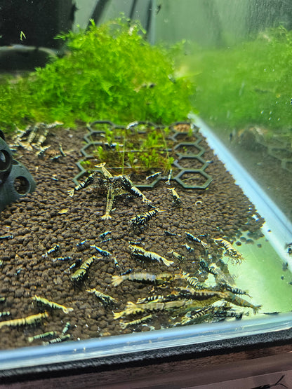 Crevette Caridina Galaxy Black en aquarium – Le comptoir aquatique