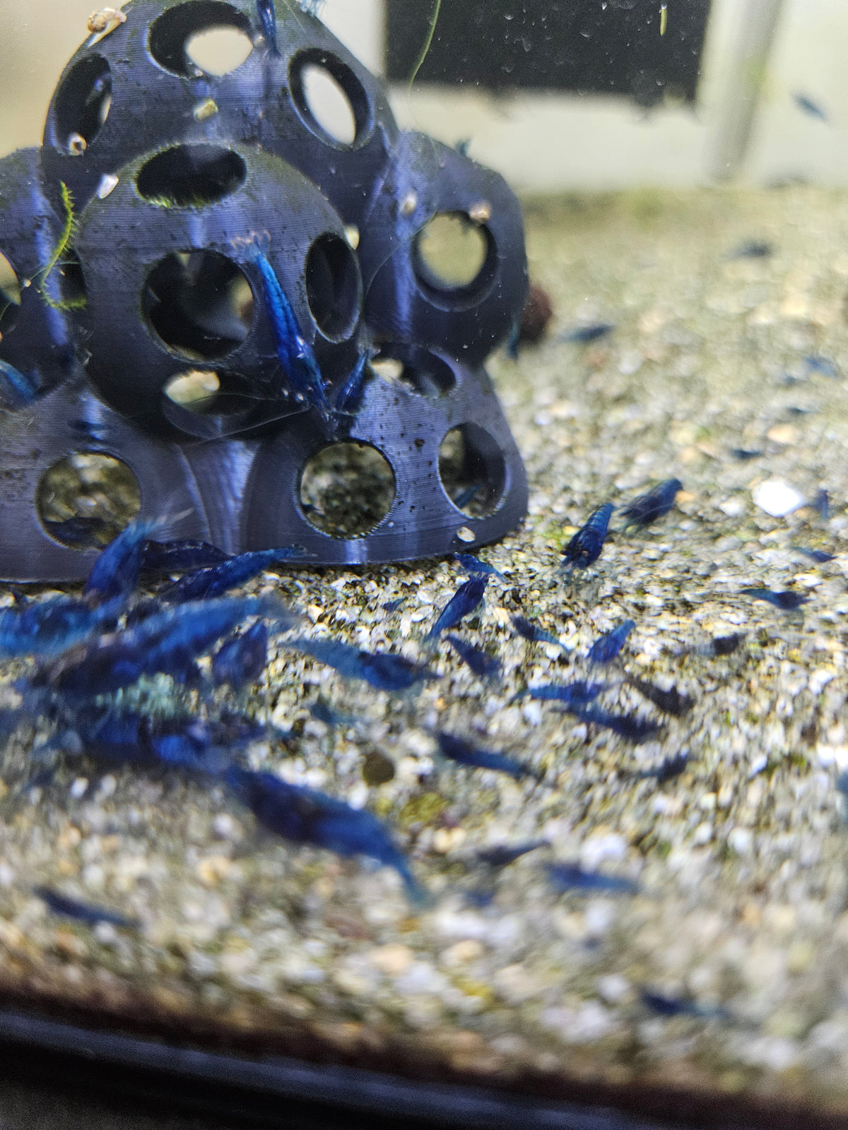 Crevette Neocaridina Blue Velvet