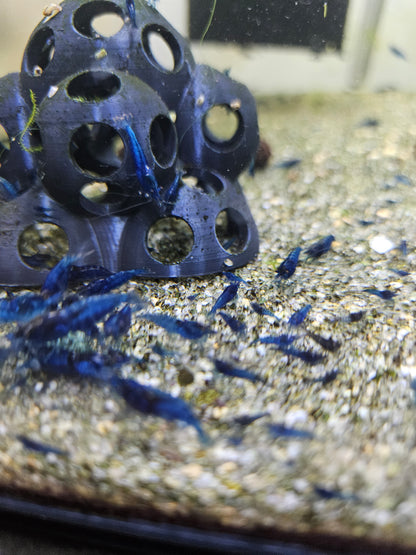 Crevette Neocaridina Blue Velvet