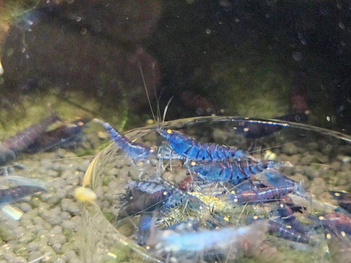 Crevette Caridina Tiger Blue Orange Eyes – Le comptoir aquatique