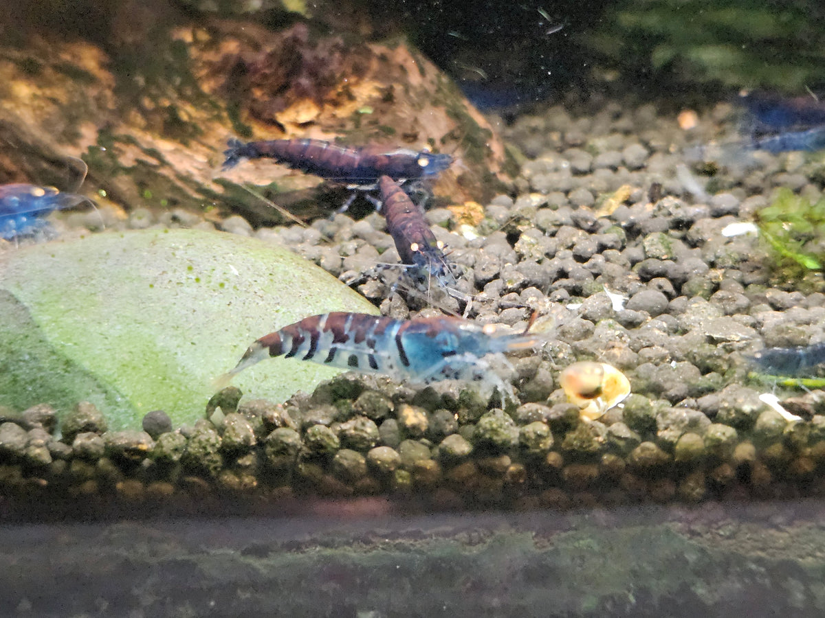 Crevette Caridina Tiger Blue Orange Eyes – Le comptoir aquatique