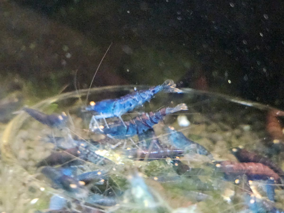 Crevette Caridina Tiger Blue Orange Eyes – Le comptoir aquatique