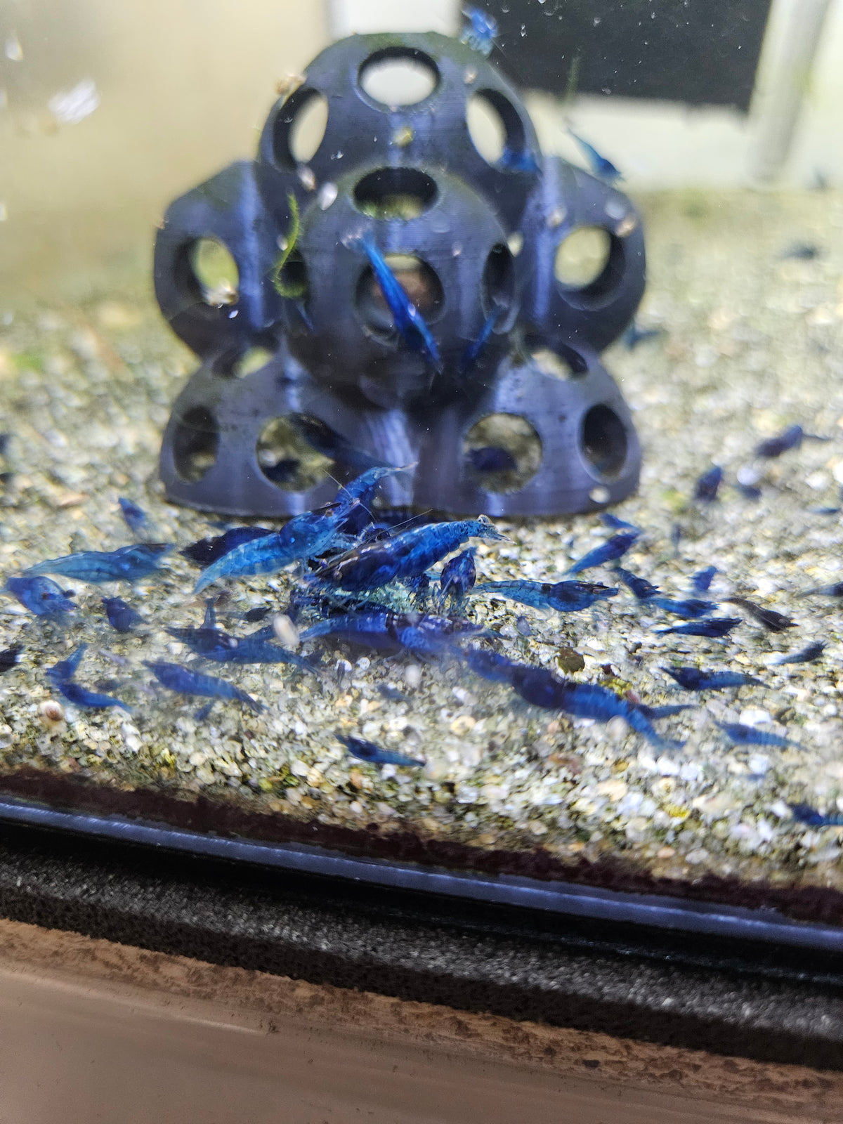 Crevette Neocaridina Blue Velvet