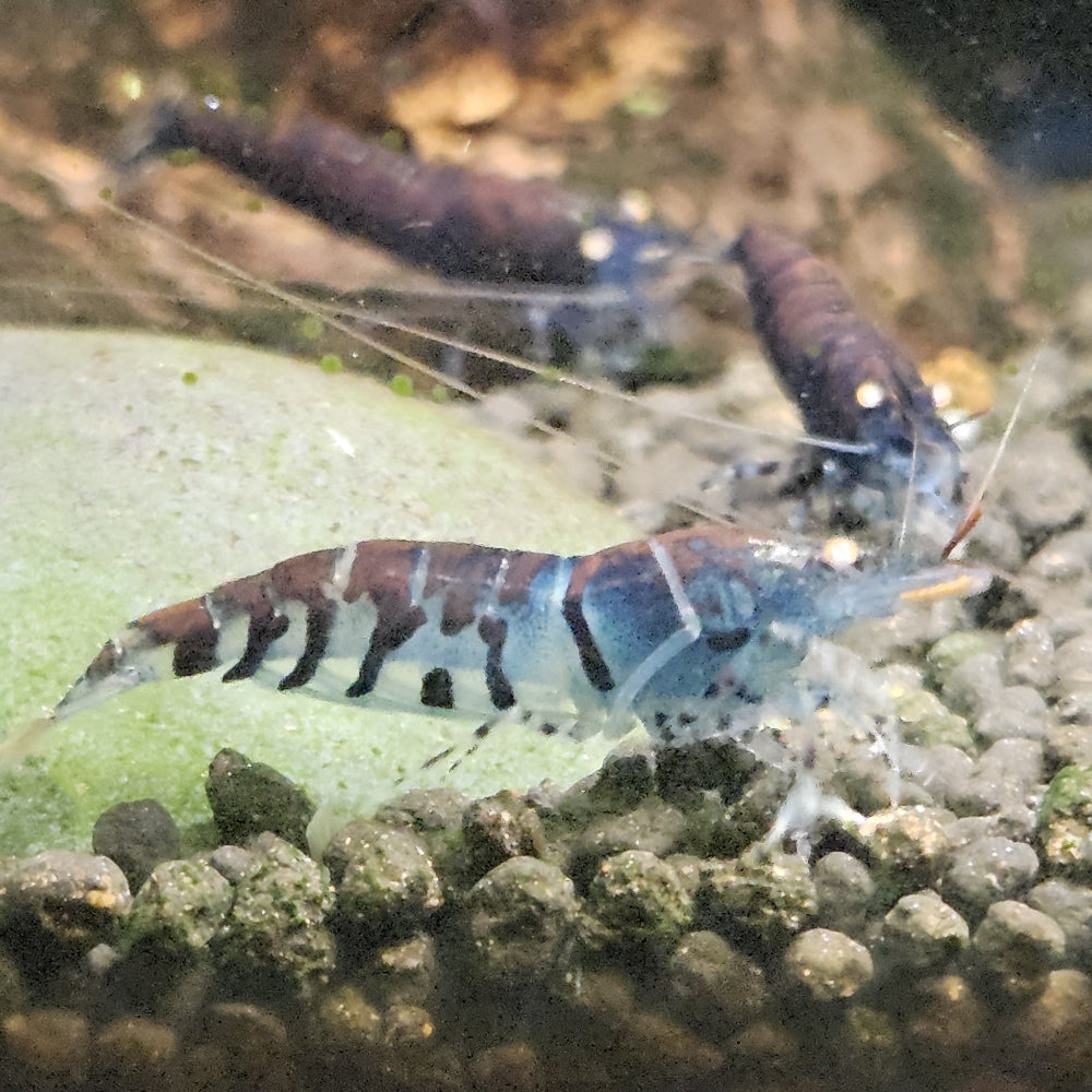 Crevette Caridina Tiger Blue Orange Eyes – Le comptoir aquatique