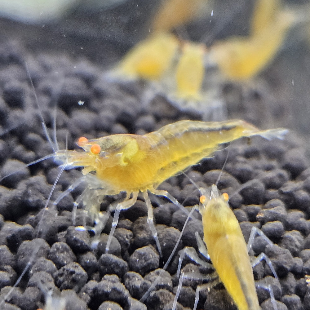Crevette Caridina Yellow King Kong Orange Eyes – Le comptoir aquatique